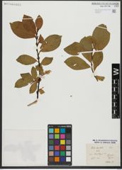 Foto von Salix hastata L.